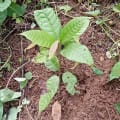 Cacaotier