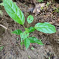 Roble
