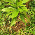 Cacaotier