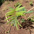 Tephrosia