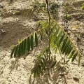Tephrosia for the Environment