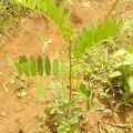 Tephrosia
