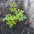 Moringa