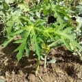 Papaya