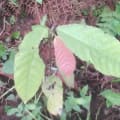 Cacao