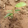 African Mahogany