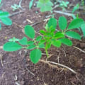 Moringa