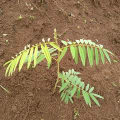 Tephrosia