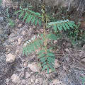 Tephrosia