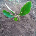 Avocado di Sarina