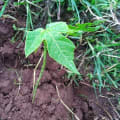 Papaya