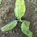 Banane