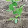 Moringa