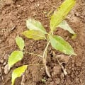 African Mahogany