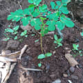 Moringa