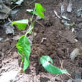 Cacao