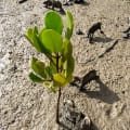 White Mangrove