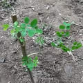 Moringa