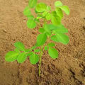 Moringa