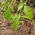 Roble