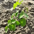 Moringa