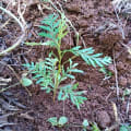 Grevillea