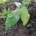 Cacao