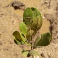 Yellow Mangrove