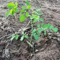 Moringa