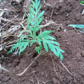 Grevillea