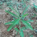 Sesbania