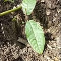 cacao meravigliao