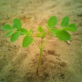 Moringa