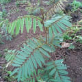 Tefrosia