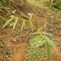 Tephrosia