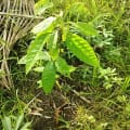 Cacaotier