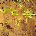 Tefrosia