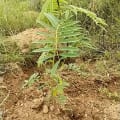 Tefrosia Leo