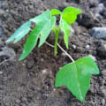 Papaya
