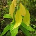 Cacao