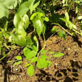 Moringa