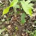 Cacao