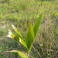 Cocco