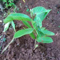 Guava