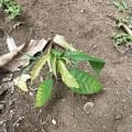 Cacao