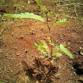 Sesbania