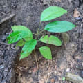 Caoba