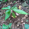 Cacao