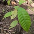 Cacao