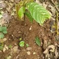 Cacao